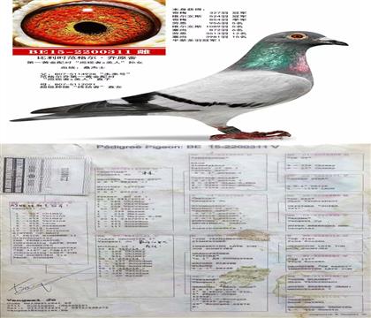 母:2次冠軍桑杰士