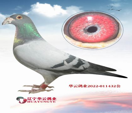 ֲXԣ܊피(j)ţ55ֱŮ ߼(j) ֲ