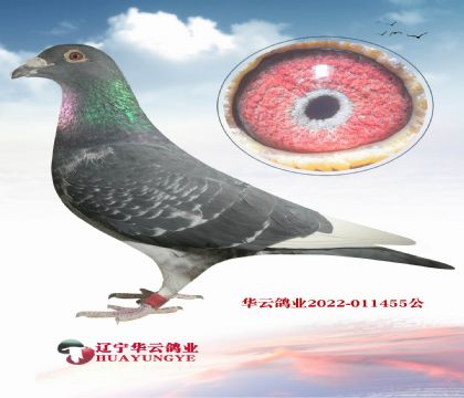 Ӣ˹N S䌦(du)ֱXƥZܡĸ