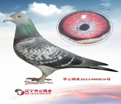 W(j)_ֱӡOXСϿֱOŮ