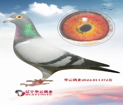 ؐ˹Ѫϵ ĸӻѪ  F