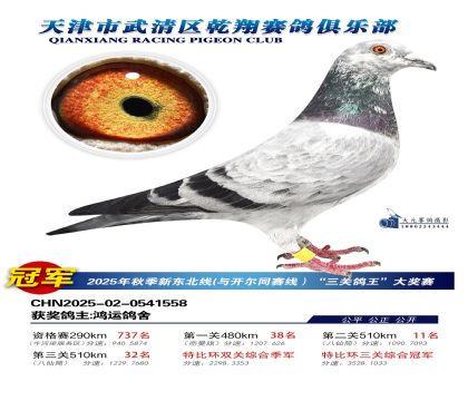 武清乾翔特比三關(guān)鴿王冠軍