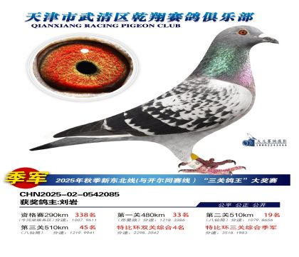 武清乾翔特比三關(guān)鴿王季軍