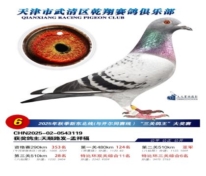 武清乾翔特比三關(guān)鴿王6名