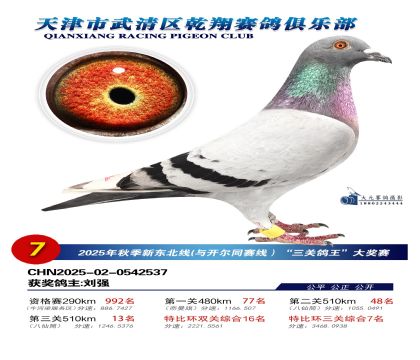 武清乾翔特比三關(guān)鴿王7名