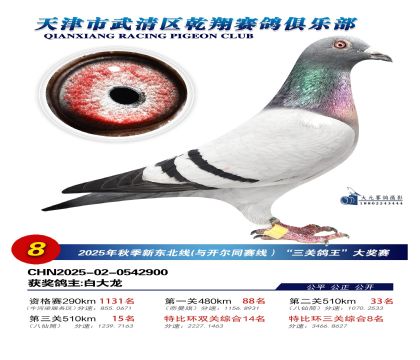 武清乾翔特比三關(guān)鴿王8名
