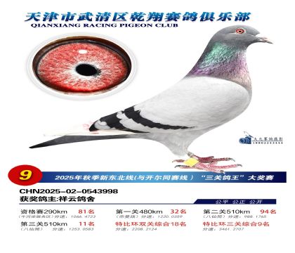 武清乾翔特比三關(guān)鴿王9名