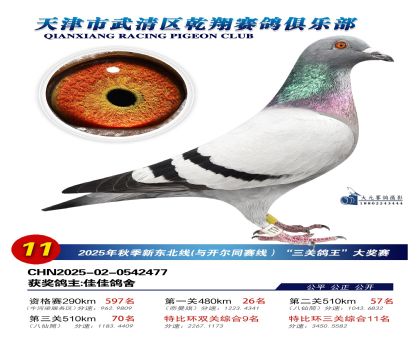 武清乾翔特比三關(guān)鴿王11名