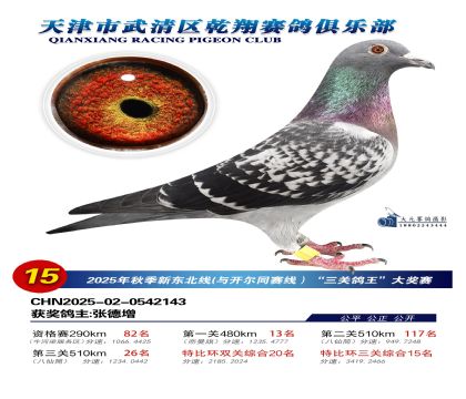 武清乾翔特比三關(guān)鴿王15名