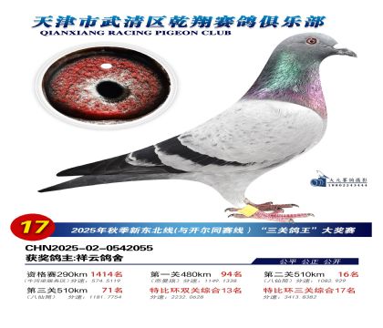 武清乾翔特比三關(guān)鴿王17名