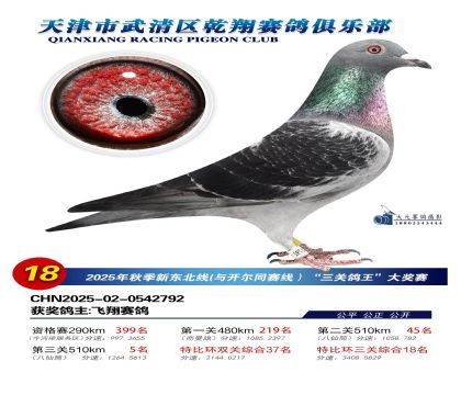 武清乾翔特比三關(guān)鴿王18名