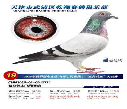 武清乾翔特比三關(guān)鴿王19名