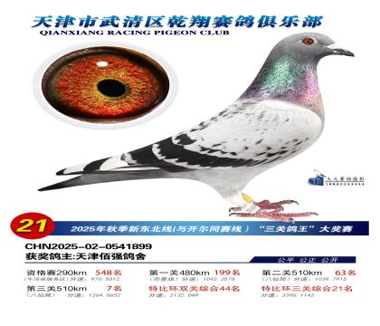 武清乾翔特比三關(guān)鴿王21名