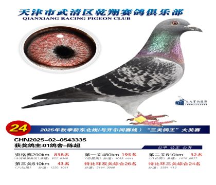 武清乾翔特比三關(guān)鴿王24名