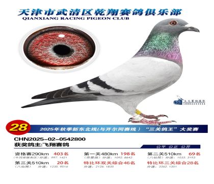 武清乾翔特比三關(guān)鴿王28名