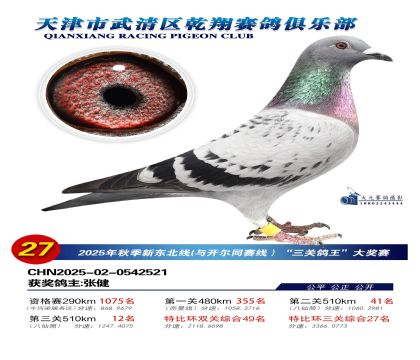 武清乾翔特比三關(guān)鴿王27名