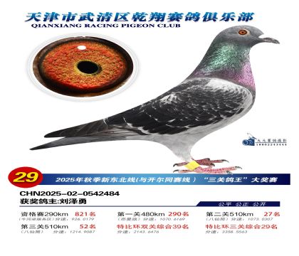 武清乾翔特比三關(guān)鴿王29名