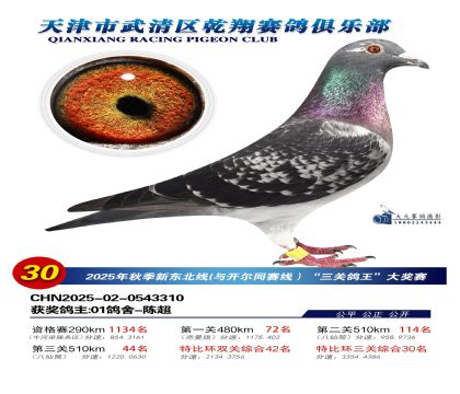 武清乾翔特比三關(guān)鴿王30名