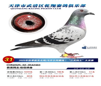 武清乾翔特比三關(guān)鴿王31名