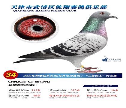 武清乾翔特比三關(guān)鴿王34名