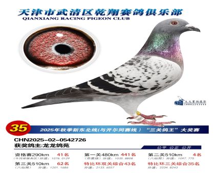 武清乾翔特比三關(guān)鴿王35名