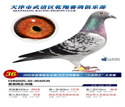 武清乾翔特比三關(guān)鴿王36名