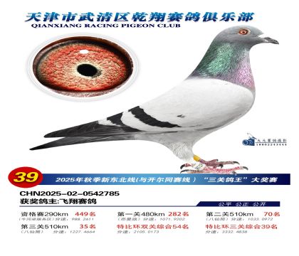武清乾翔特比三關(guān)鴿王39名