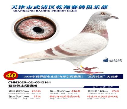 武清乾翔特比三關(guān)鴿王40名