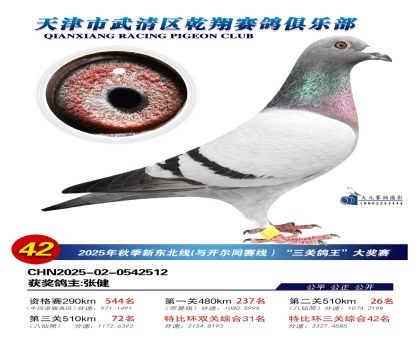 武清乾翔特比三關(guān)鴿王42名