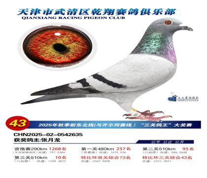 武清乾翔特比三關(guān)鴿王43名