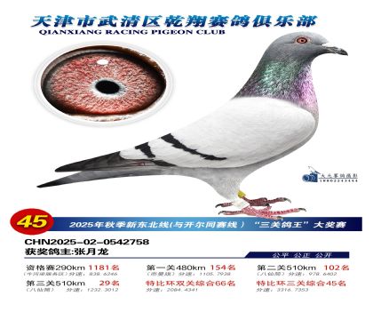 武清乾翔特比三關(guān)鴿王45名