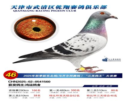 武清乾翔特比三關(guān)鴿王46名
