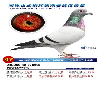 武清乾翔特比三關(guān)鴿王47名