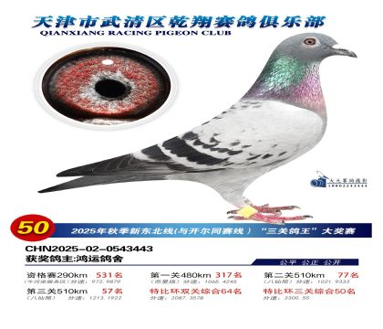 武清乾翔特比三關(guān)鴿王50名