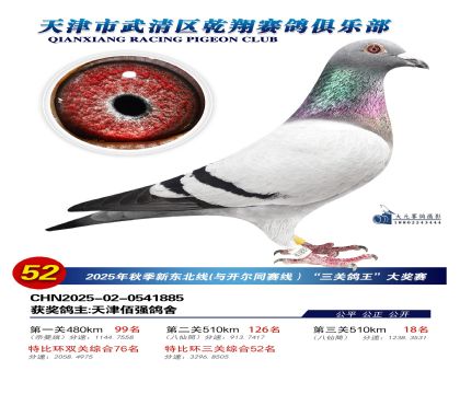 武清乾翔特比三關(guān)鴿王52名