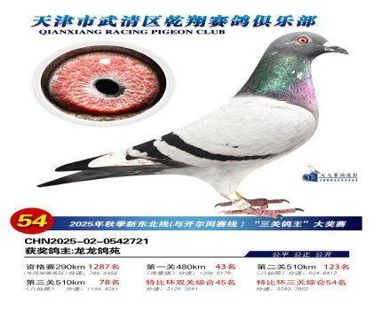 武清乾翔特比三關(guān)鴿王54名