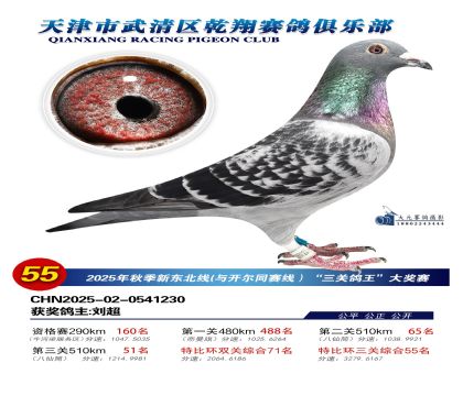 武清乾翔特比三關(guān)鴿王55名