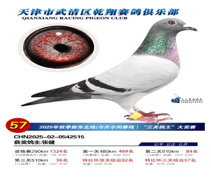 武清乾翔特比三關(guān)鴿王57名