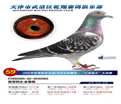 武清乾翔特比三關(guān)鴿王59名
