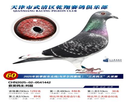 武清乾翔特比三關(guān)鴿王60名