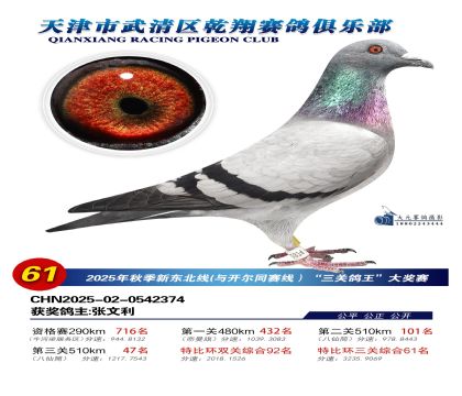 武清乾翔特比三關(guān)鴿王61名