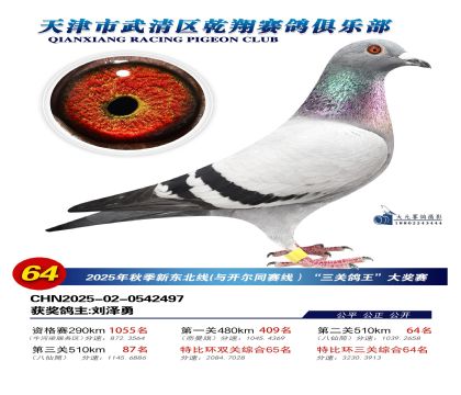 武清乾翔特比三關(guān)鴿王64名
