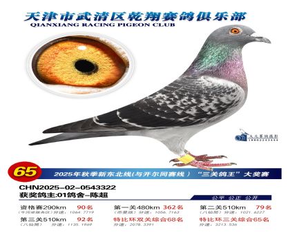 武清乾翔特比三關(guān)鴿王65名