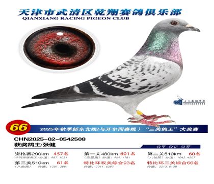 武清乾翔特比三關(guān)鴿王66名
