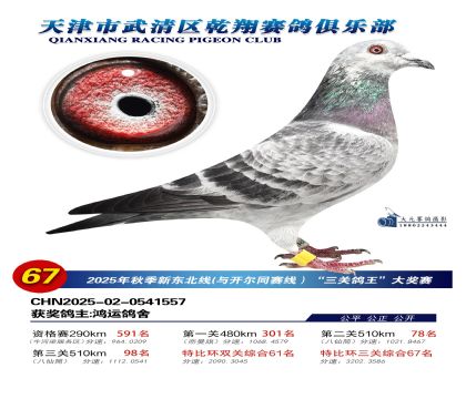 武清乾翔特比三關(guān)鴿王67名