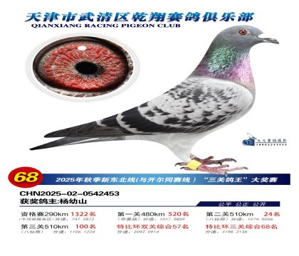 武清乾翔特比三關(guān)鴿王68名