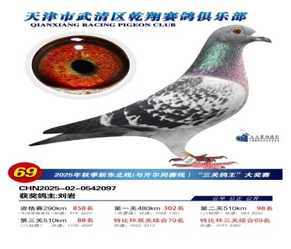 武清乾翔特比三關(guān)鴿王69名
