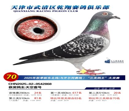 武清乾翔特比三關(guān)鴿王70名