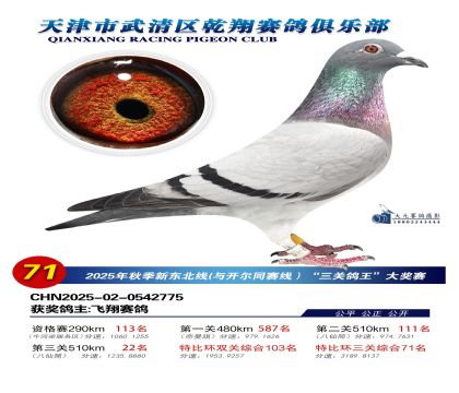 武清乾翔特比三關(guān)鴿王71名
