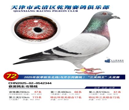 武清乾翔特比三關(guān)鴿王72名